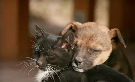 If 15 People Donate $10, Then the Humane Society of Canada Can Spay a Dog or Cat to Help Prevent Pet Overpopulation - Primary Image