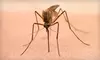 $45 for a One-Acre Barrier-Spray Mosquito Treatment from The Mosquito Authority ($89 Value)
