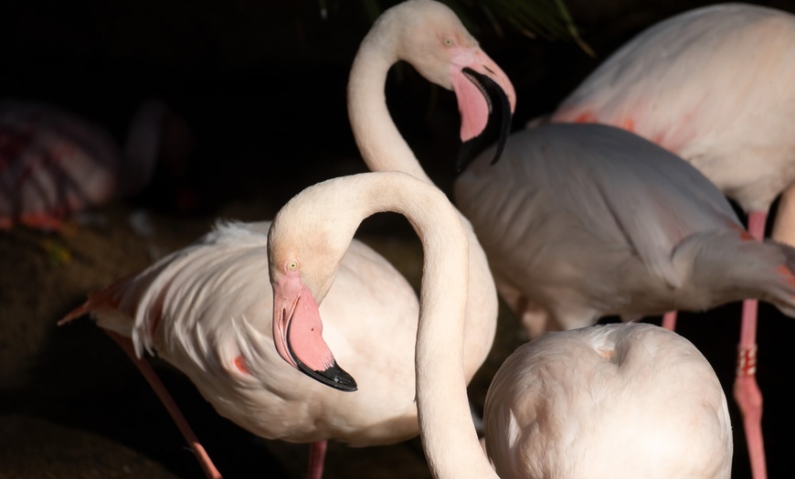 Image 7: Entrada nocturna a Bioparc Fuengirola con cena para niño o adulto