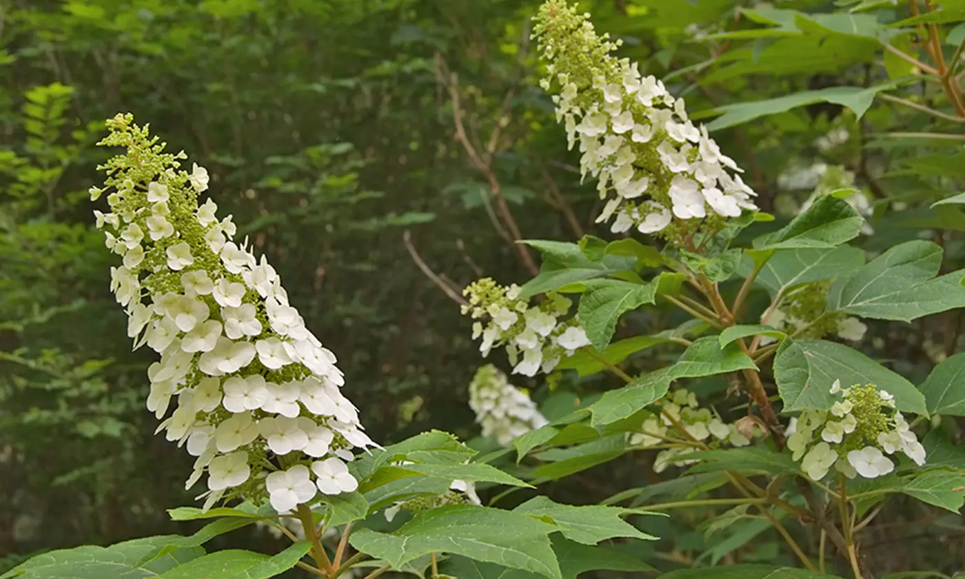 Pre-Order — Assorted Hydrangea Bushes - Second Medium