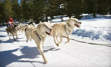 $95 for a Dog-Sledding Adventure for Two from Timberland Tours in Bristol ($190 Value) - Primary Image