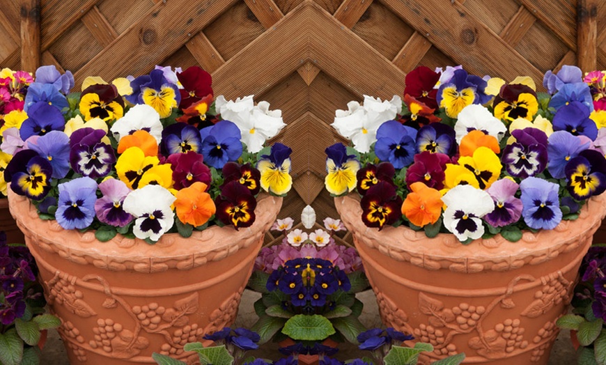 Image 8: Vibrant Winter Flowering Pansy Mixes - up to 72 Plants