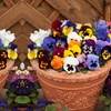 Image 8: Vibrant Winter Flowering Pansy Mixes - up to 72 Plants
