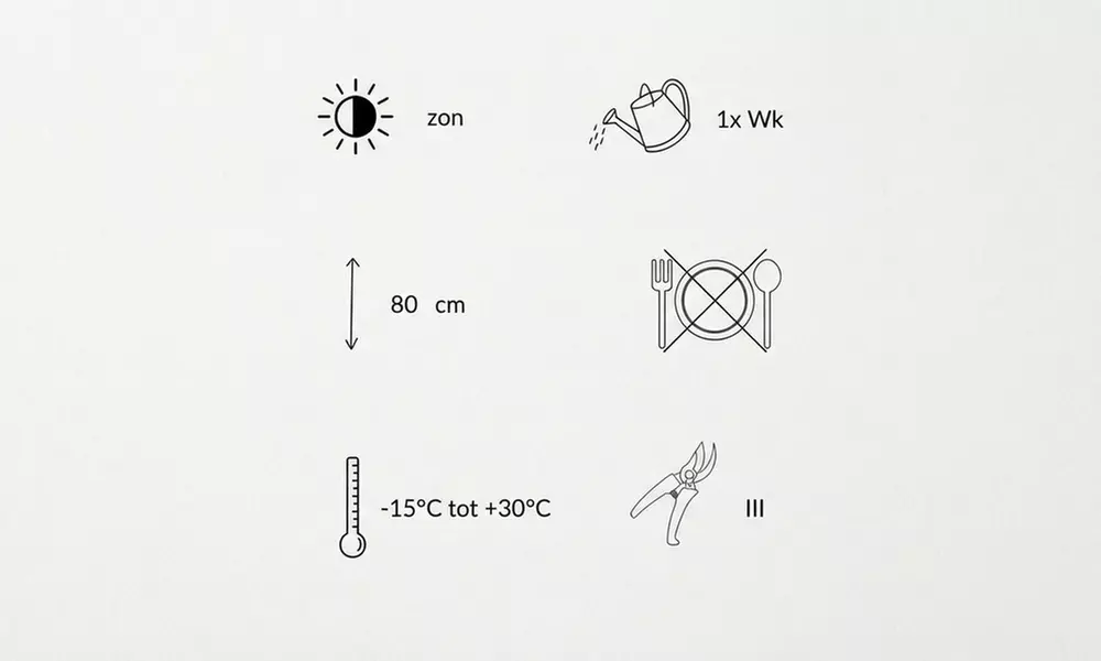 8er-Beetpflanzen-Set „Rosie“