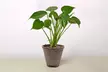 Monstera Split Leaf in 2",4",6",8", and 10" Sizes with Free Shipping - Indoor and Outdoor Plants (Up to 24% Off) - Second Medium
