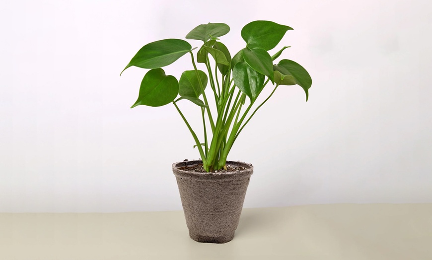 Image 7: Monstera Split Leaf from House Plant Shop with Free Shipping (Up to 15% Off)