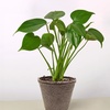 Image 7: Monstera Split Leaf in 4",6",8", and 10" Sizes with Free Shipping (Up to 15% Off)
