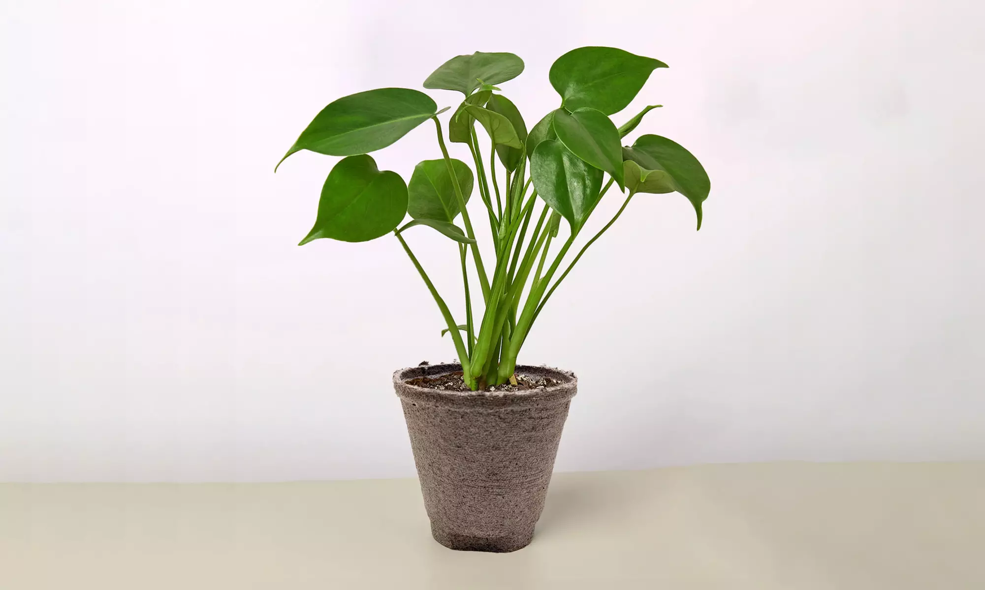 Monstera Split Leaf from House Plant Shop with Free Shipping (Up to 15% Off)