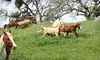 $149 for a Five-Hour Equestrian Experience Including Two-Hour Lesson and Three-Hour Trail Ride at Isabella Farms in Clayton ($300 Value)
