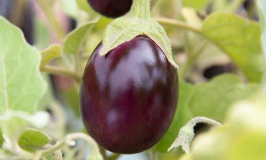 Image 11: Small Space Vegetable Plants - 3 or 6 Potted Plants