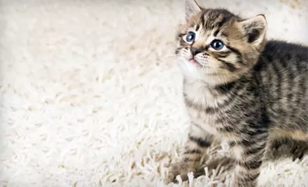 Carpet, Tile-and-Grout, or Rug Cleaning from Salituro Carpet & Service (Up to 82% Off) - Primary Image