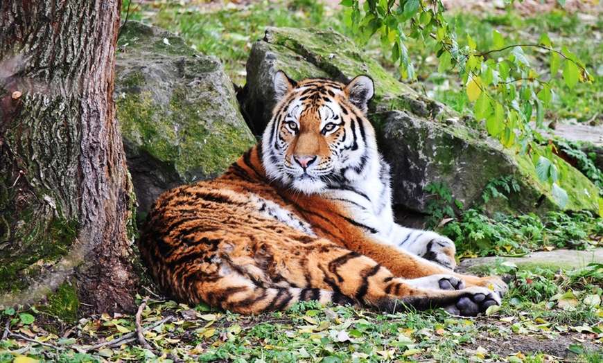 Image 7: Tageskarte Kölner Zoo & Aquarium