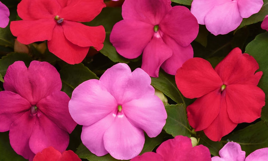 Image 3: Busy Lizzie 'Beacon Raspberry Sundae' Garden-Ready Plants