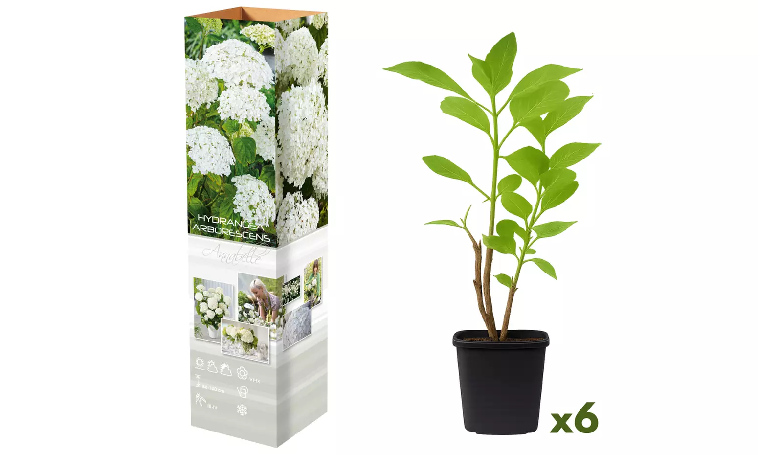 3 o 6 plantas hortensias