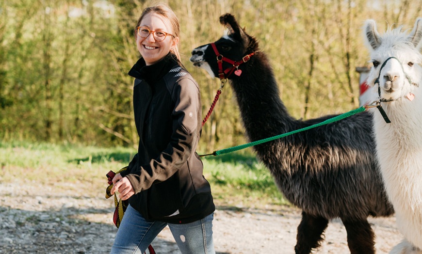 Image 5: Alpaka-Wanderung oder Schnupper-Erlebnis im Stall für 2 - 4 Personen