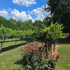 Image 8: Enjoy a Wine Tasting Flight for 1, 2, or 4 People in a Scenic Vineyard