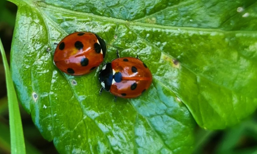 Image 5: Join the Adventure: Two or Four Person Foraging Tour Howth