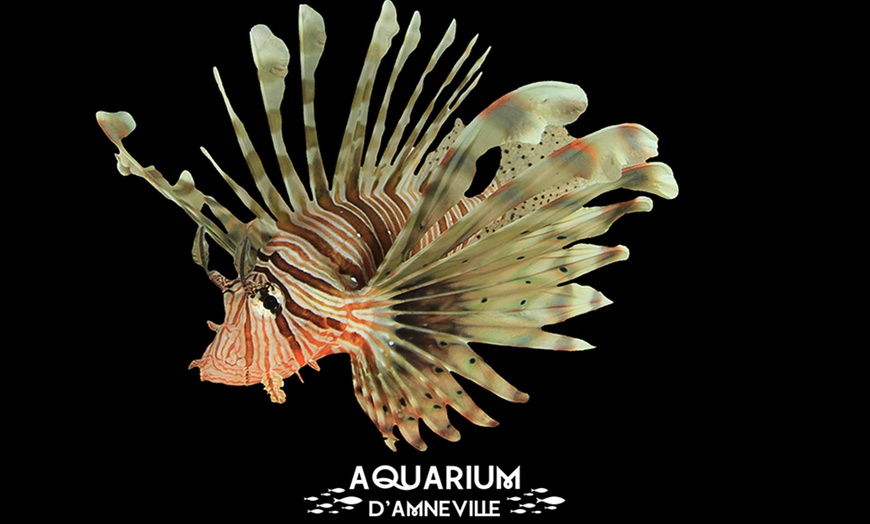 Image 6: Billet adulte ou enfant pour l'Aquarium d'Amnéville