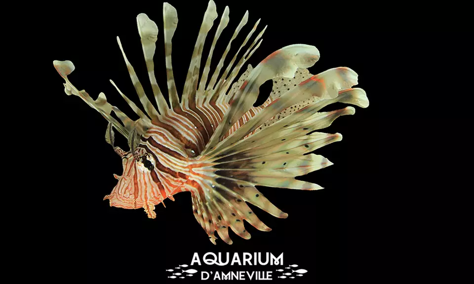 Billet adulte ou enfant pour l'Aquarium d'Amnéville