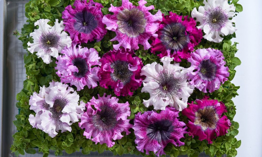 Image 2: Up to 48 Petunia 'Superbissima Triumph Mix' Plants