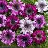Image 2: Up to 48 Petunia 'Superbissima Triumph Mix' Plants