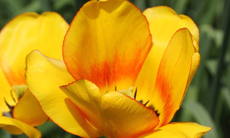 Image 4: One or Two Tulip Blushing Apeldoorn Spring Flowering Bulbs