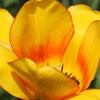 Image 4: One or Two Tulip Blushing Apeldoorn Spring Flowering Bulbs