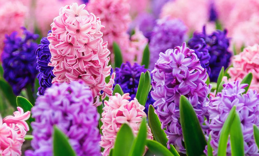 Image 2: 10 or 20 Hyacinth 'Berries and Cream' Mixed Spring Flowering Bulbs