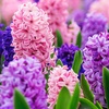 Image 2: 10 or 20 Hyacinth 'Berries and Cream' Mixed Spring Flowering Bulbs