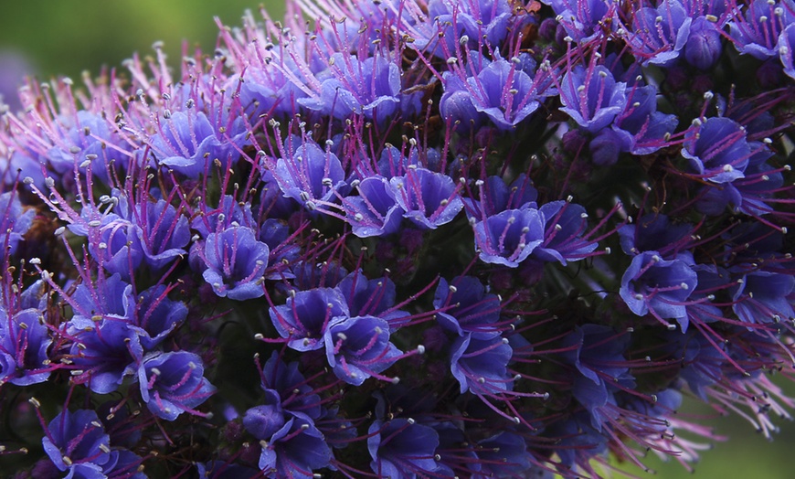 Image 2: Pride of Madeira Echium Candicans Biennial Shrub in 5L Pot