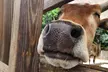 Petting Zoo and Pony Ride (Up to 28% Off) at Happi Farm - Second Medium