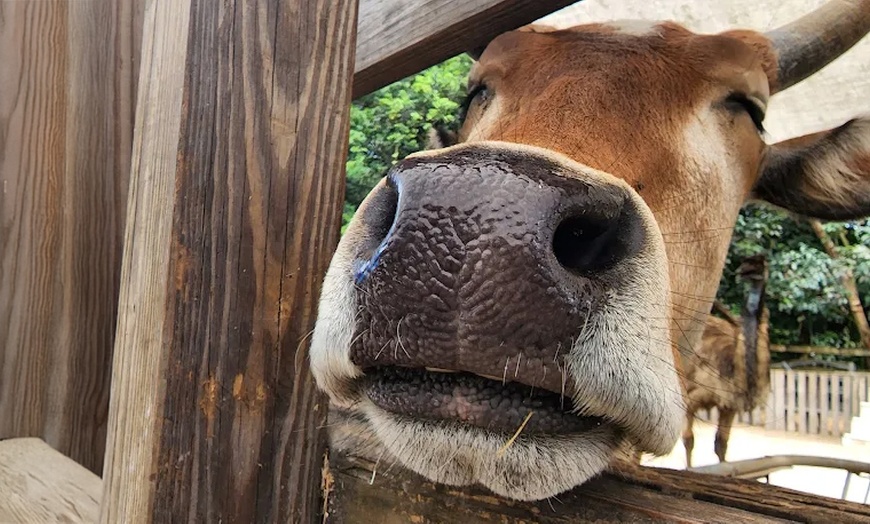 Image 5: Zoo Entry with 5-Minute Pony Ride for Up to Four People