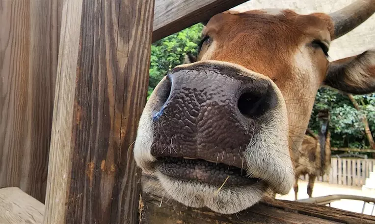 What to expect media