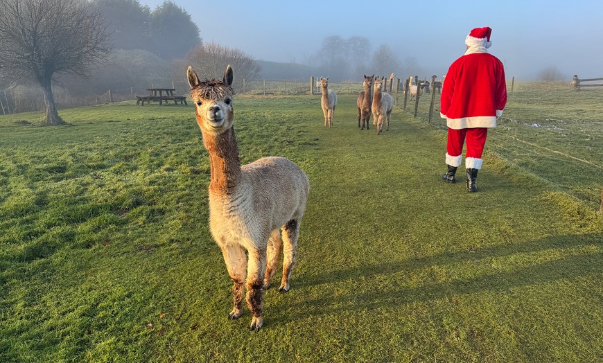 Image 2: Christmas Alpaca Meet and Feed with Santa Gift and Crafts