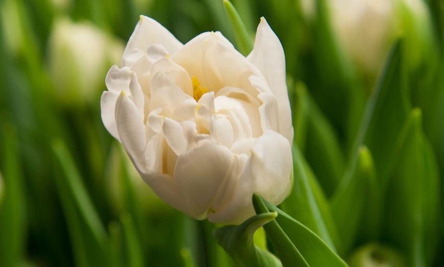 Image 1: Set van 14 of 21 'Northcap'-tulpenbollen