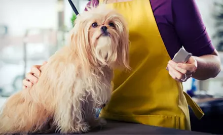 Grooming for a Small or Medium Dog at The Barking Lot (Up to 51% Off) - Primary Image