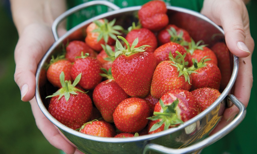 Image 1: Climbing Strawberry Plants