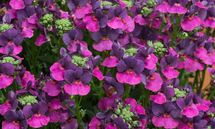 Image 3: YouGarden Cape Snapdragon ''Lovely Ladies'' Flower Collection