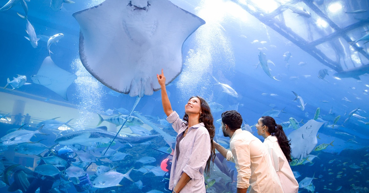 Dubai Aquarium And Dubai Frame Entry Tickets For 1, 2 Or 4 Adults Dubai Aquarium And Dubai Frame Entry Tickets For 1, 2 Or 4 Adults