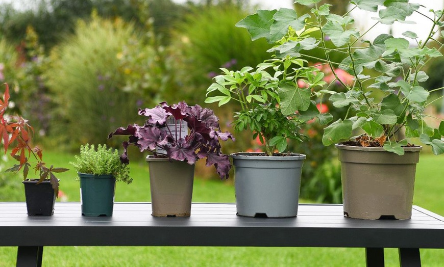 Image 4: Agapanthus 'Black Jack' - One, Two or Three  Potted Plants