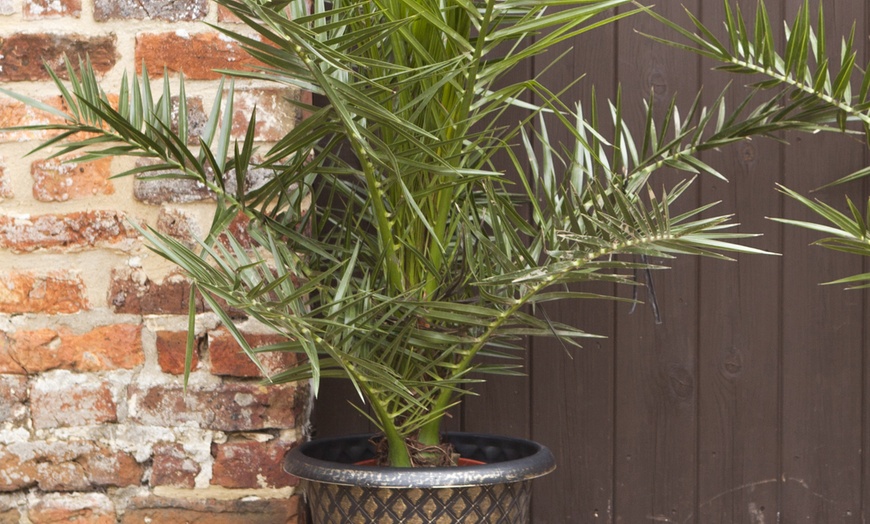 Image 1: Pair Phoenix Palms with Two Infinity Planters