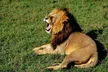 10- or 11-Day African Safari with Round-Trip Airfare from Africa Answers  - Second Medium