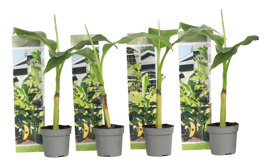 Image 6: Bis zu 6x Japanische Faserbanane „Musa Basjoo“