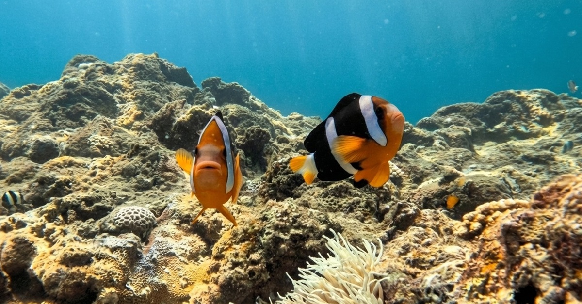 Basic Try Dive Including Equipment Or Scuba Diving For One Or Two Basic Try Dive Including Equipment Or Scuba Diving For One Or Two