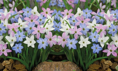 Groupon Unisex Green Hardy Spring Bulb Collection:ipheion Mix /50 Bulbs
