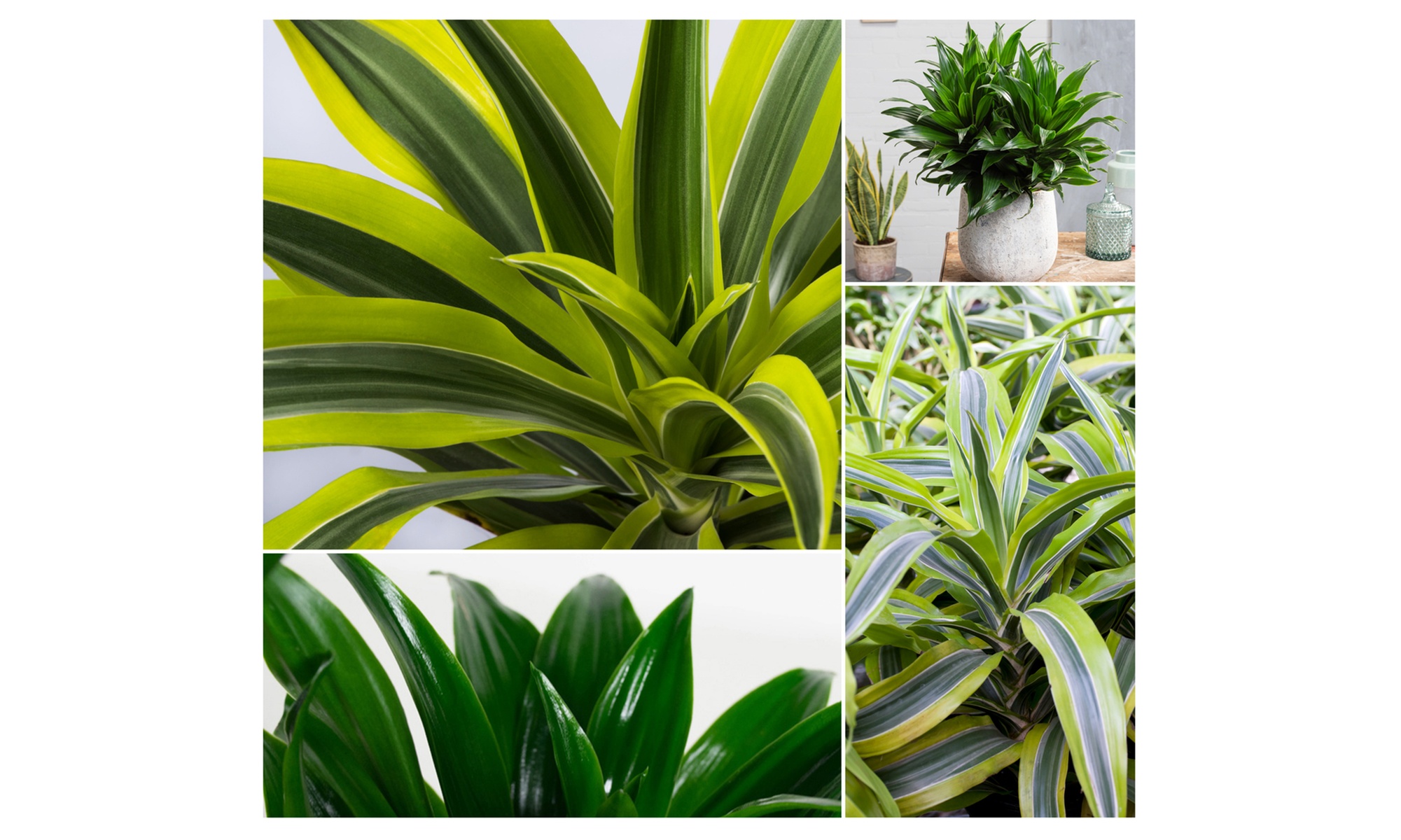 4er-Set Drachenbäume: 2x 'Lemon Lime' und 2x Compacta'