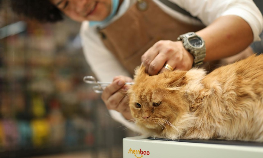 Image 1: Full and Basic Grooming Options for Dogs and Cats