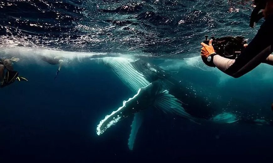 Image 6: Xmas Special: One To Five Admissions To Any Hologram Zoo Experience