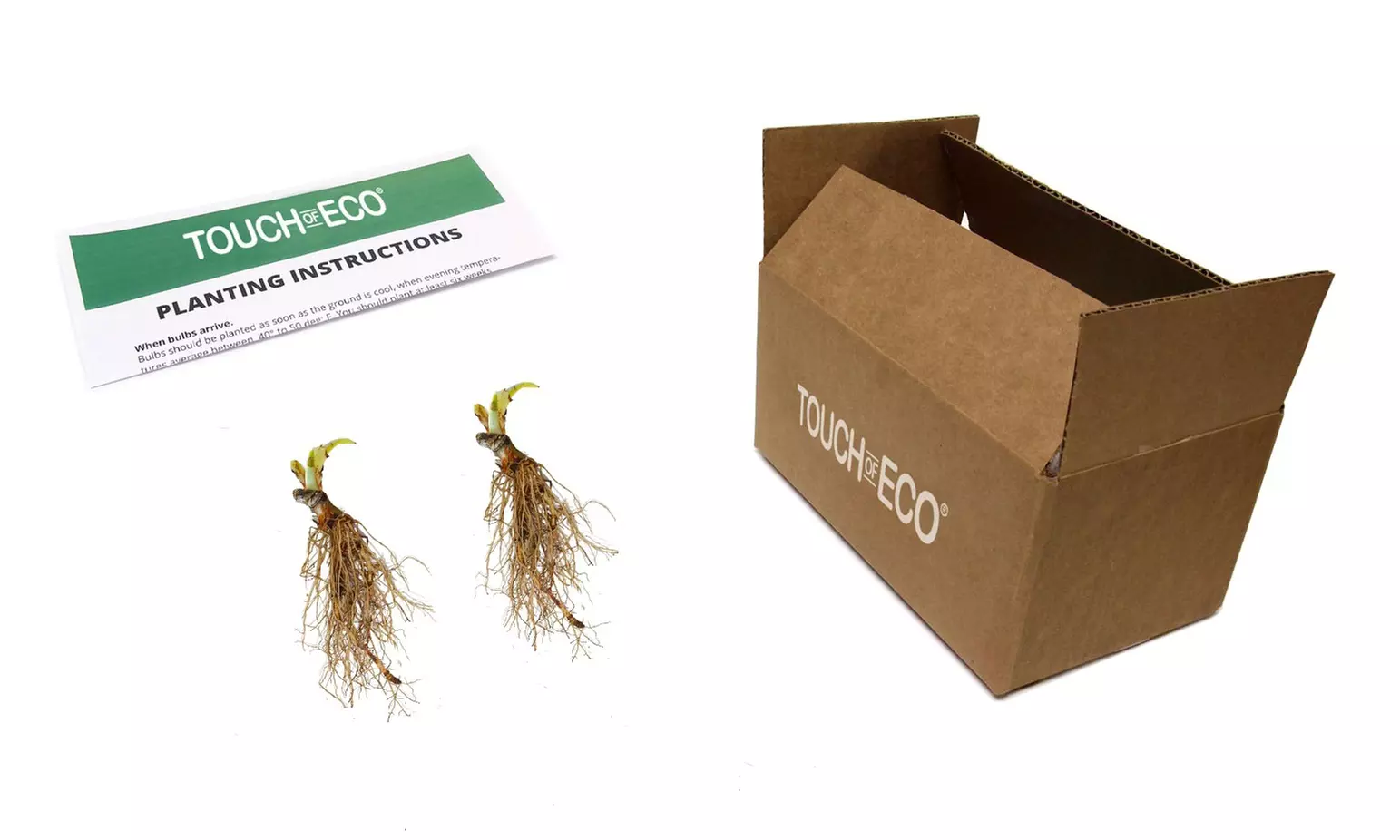 White Feather Trimmed Hosta Bare Roots (2-, 4-, 8-Pack With Planting Tool)