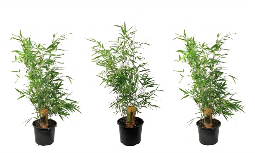 Image 11: 1 ou 2 plantes "Fargesia Red Dragon"